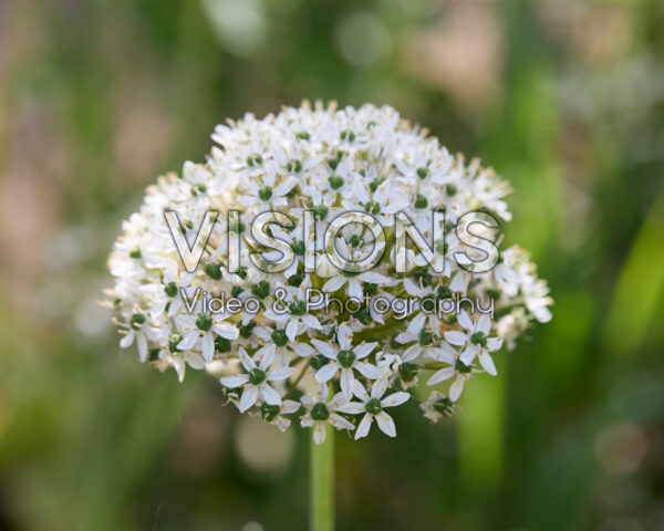 Allium nigrum