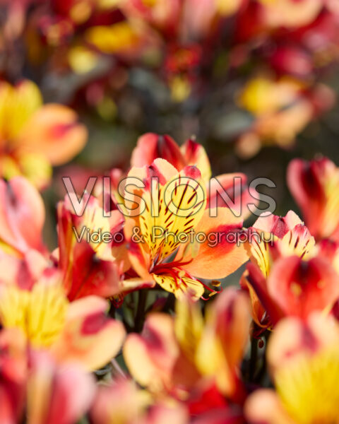 Alstroemeria Indian Summer Alstroemeria Indian Summer