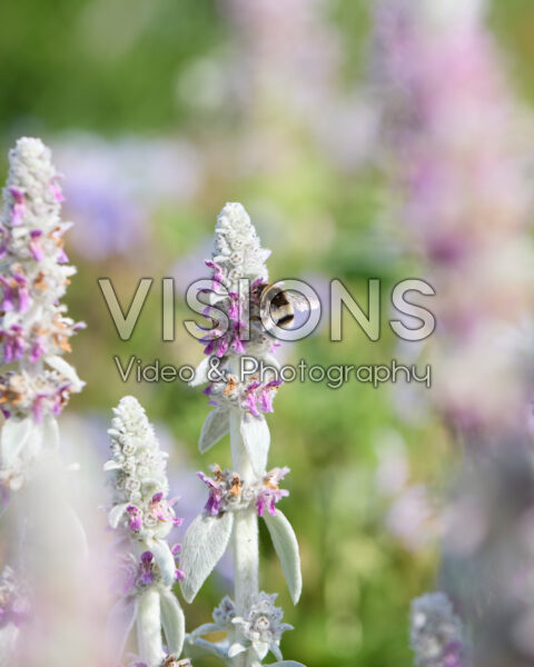 Stachys byzantina
