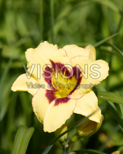 Hemerocallis Siloam Uri Winniford