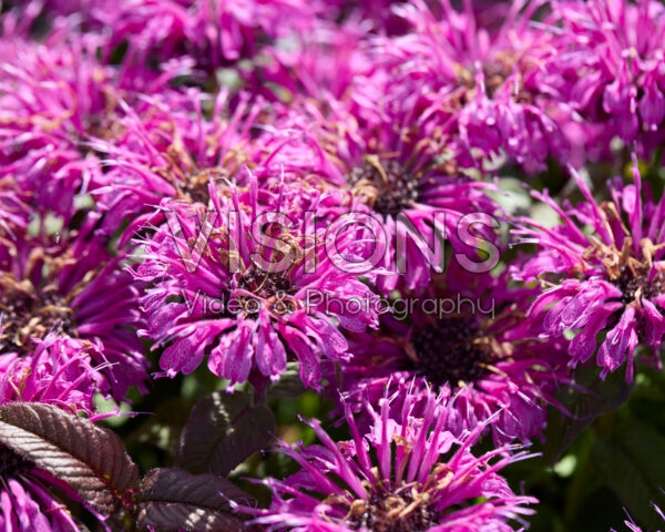 Monarda Petite Delight