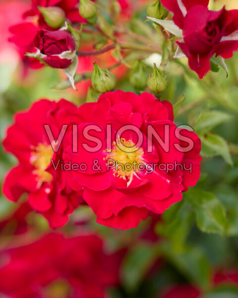 Rosa Salsa