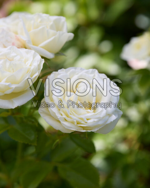 Rosa Solo® 