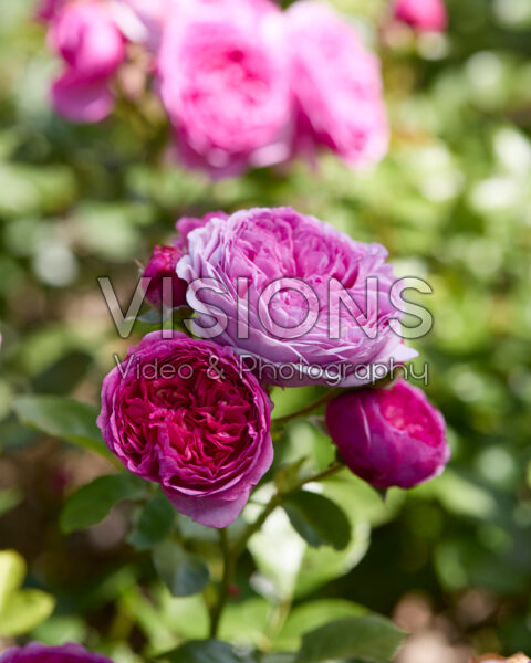 Rosa Modern Art