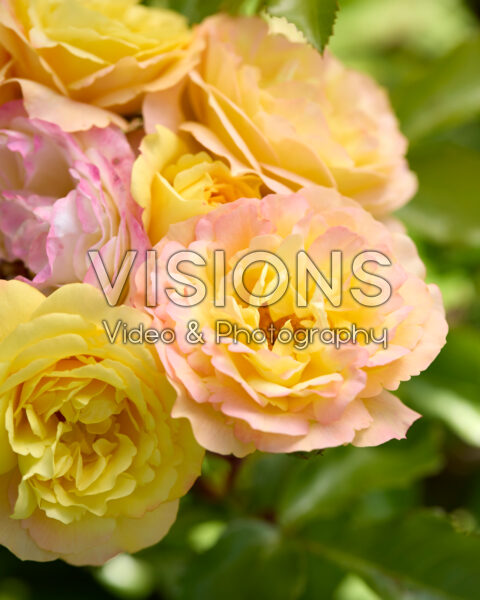 Rosa Lampion®
