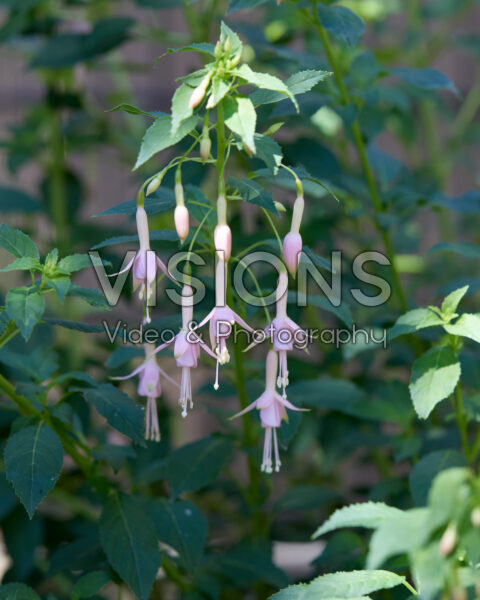 Fuchsia Whiteknight's Pearl
