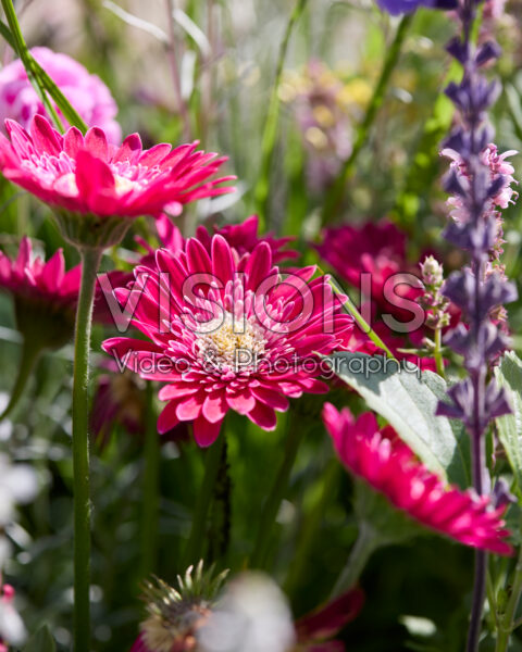 Gerbera Garvinea® 
