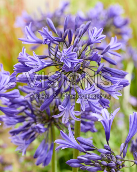 Agapanthus Star Dust Agapanthus Star Dust