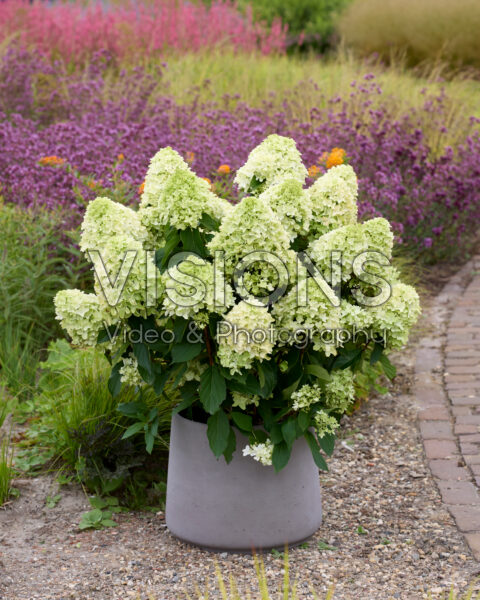 Hydrangea Petit a Belle