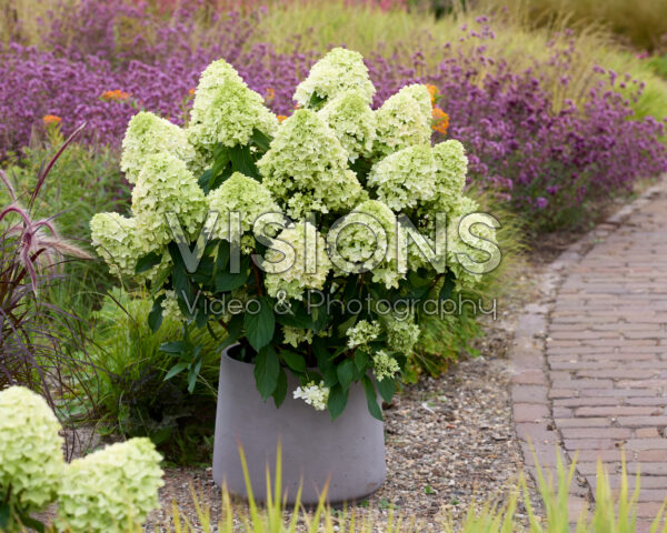 Hydrangea Petit a Belle