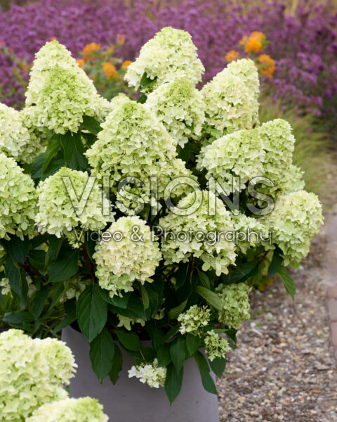 Hydrangea Petit a Belle