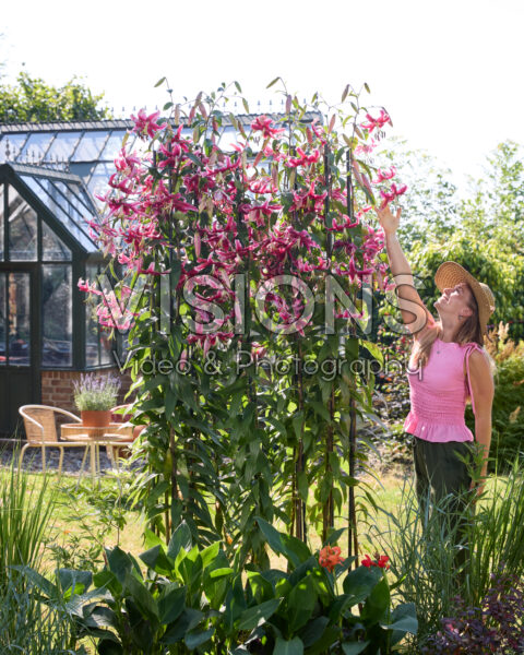 Lilium Miss Feya