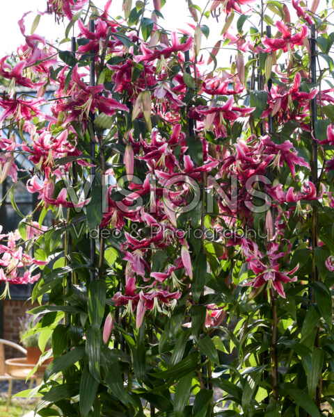 Lilium Miss Feya