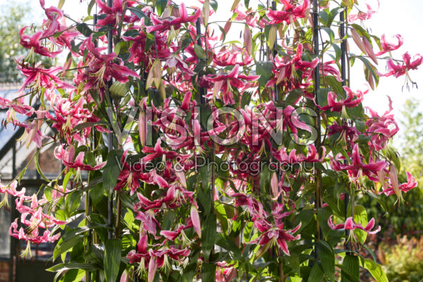 Lilium Miss Feya Lilium Miss Feya
