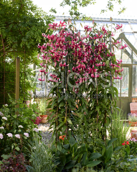 Lilium Miss Feya