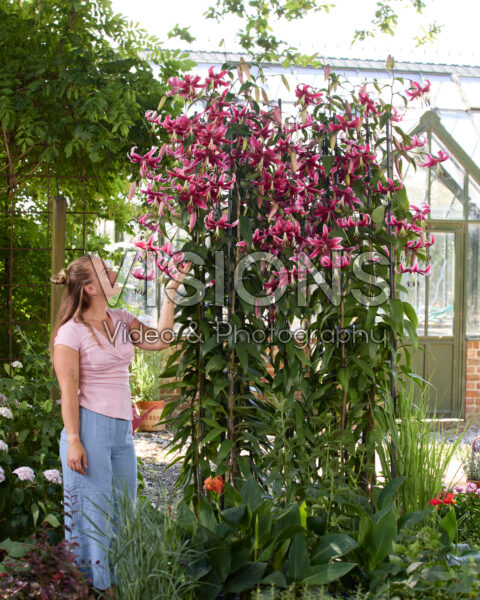 Lilium Miss Feya Lilium Miss Feya