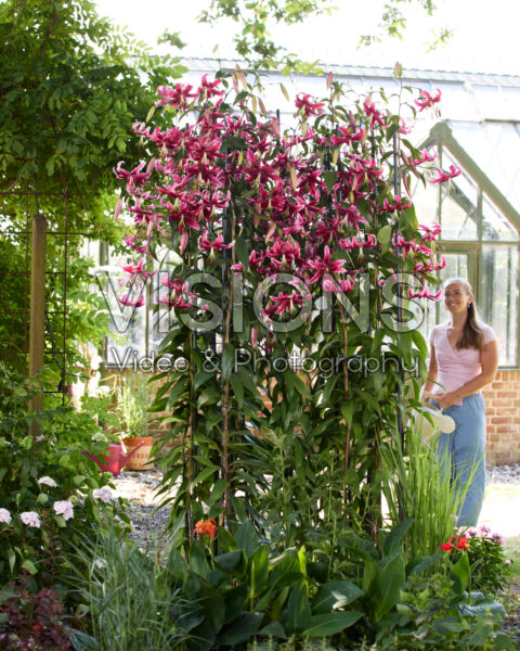 Lilium Miss Feya