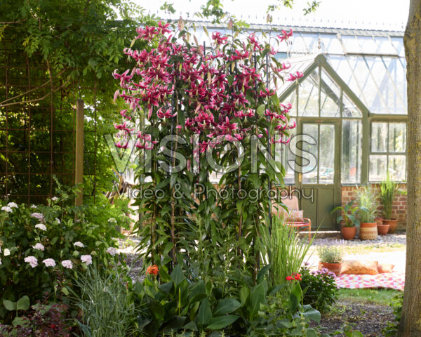 Lilium Miss Feya