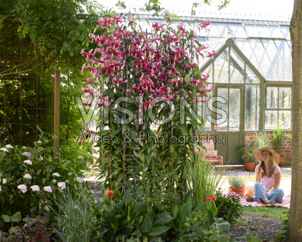 Lilium Miss Feya