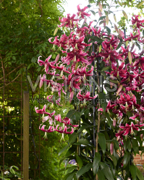 Lilium Miss Feya