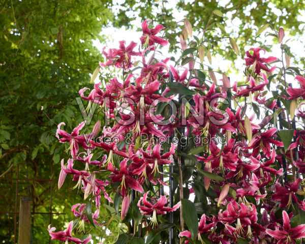 Lilium Miss Feya