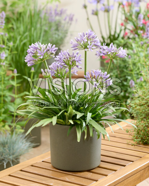 Agapanthus AtomicSparkx® Lavender Agapanthus AtomicSparkx® Lavender