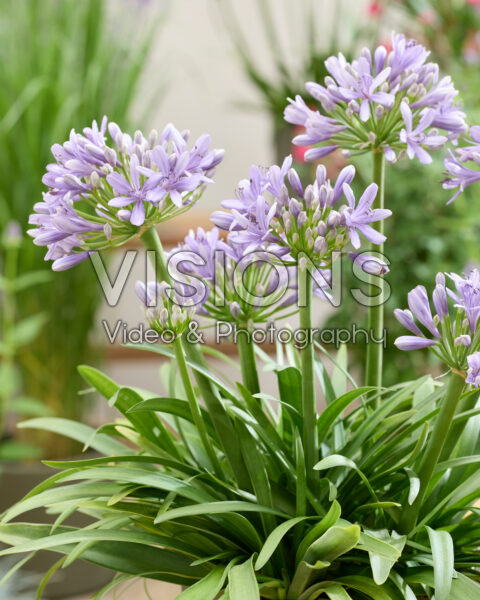Agapanthus AtomicSparkx® Lavender