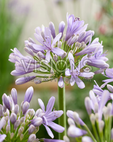 Agapanthus AtomicSparkx® Lavender