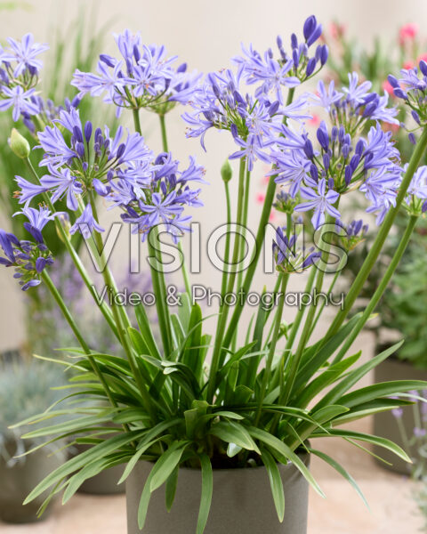 Agapanthus Charlotte