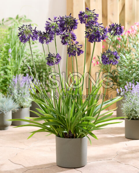 Agapanthus Nocturnal Horizon