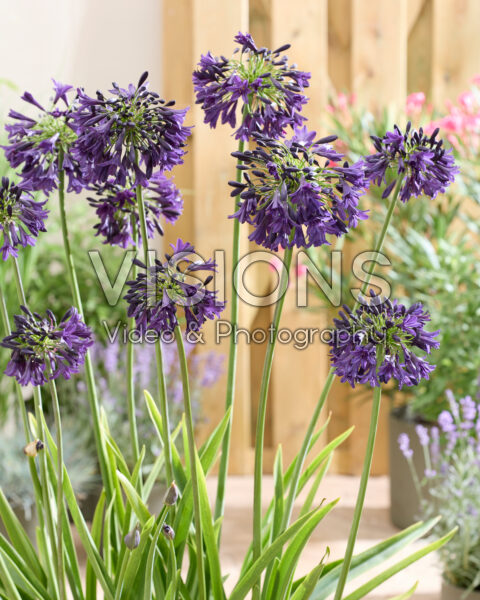 Agapanthus Nocturnal Horizon