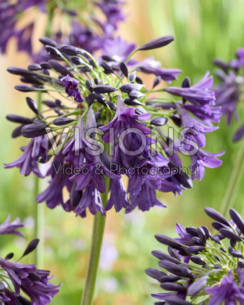 Agapanthus Nocturnal Horizon
