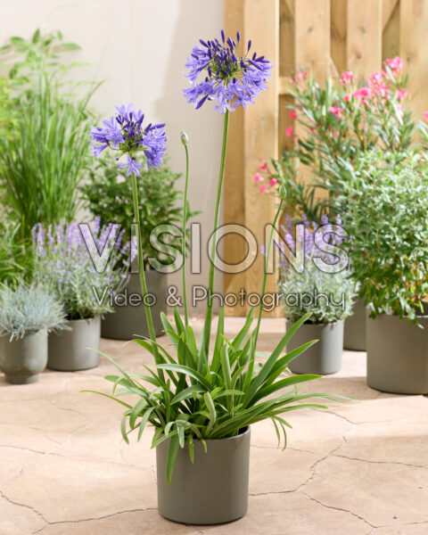 Agapanthus Bleue Fonce Agapanthus Bleue Fonce