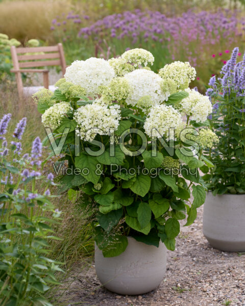 Hydrangea Stand Up® White