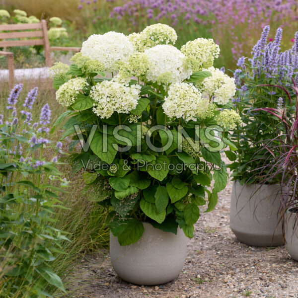 Hydrangea Stand Up® White