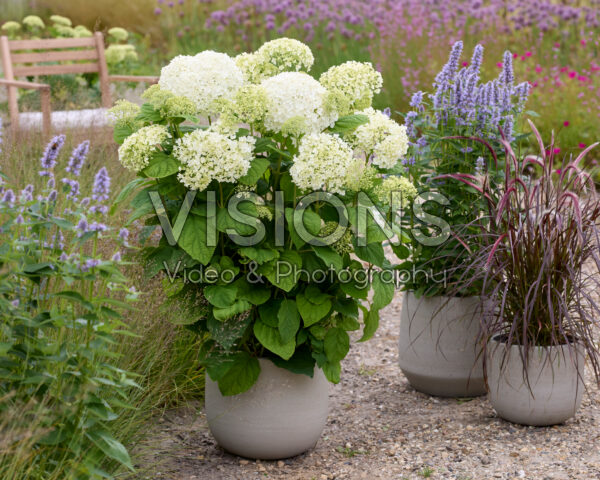 Hydrangea Stand Up® White