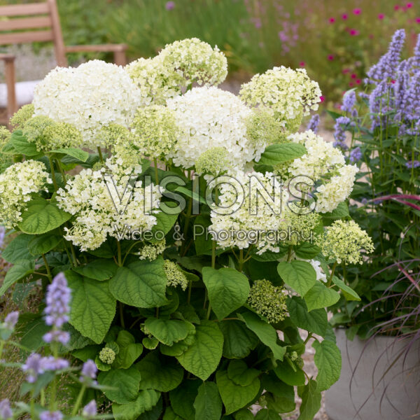 Hydrangea Stand Up® White