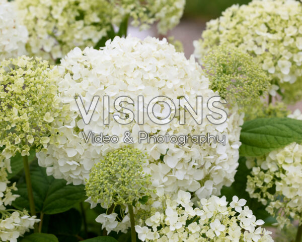 Hydrangea Stand Up® White Hydrangea Stand Up® White