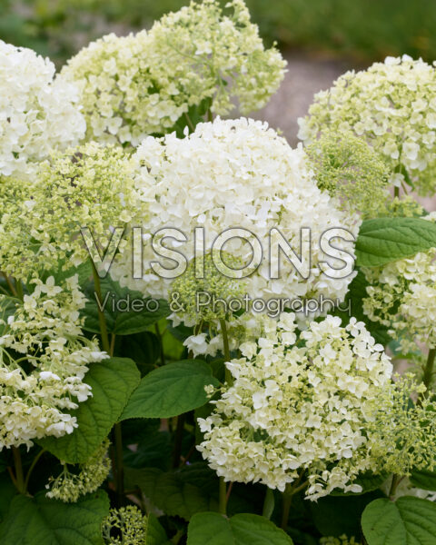 Hydrangea Stand Up® White