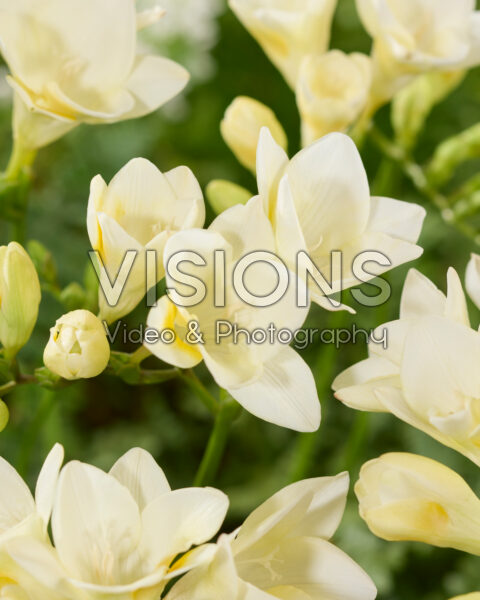 Freesia white