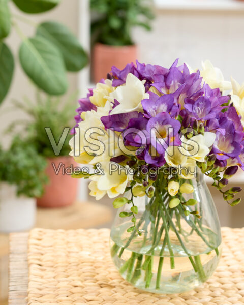 Freesia wit en paars Freesia wit en paars