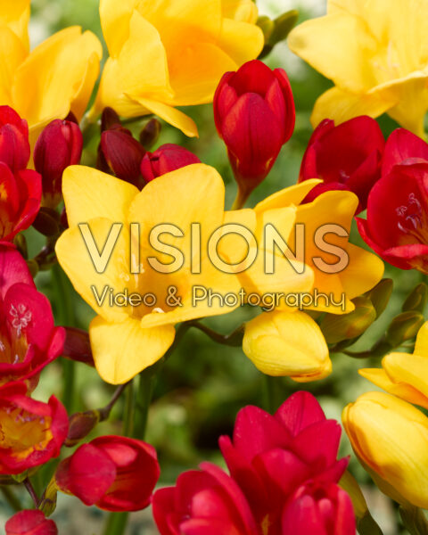 Freesia rood en geel