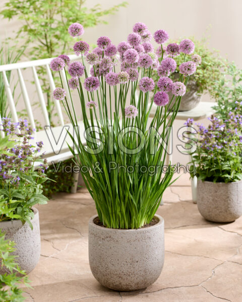 Allium Krystyna