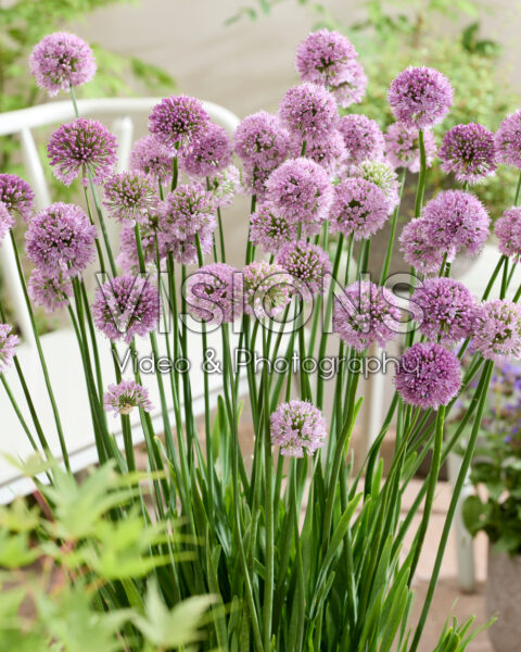 Allium Krystyna