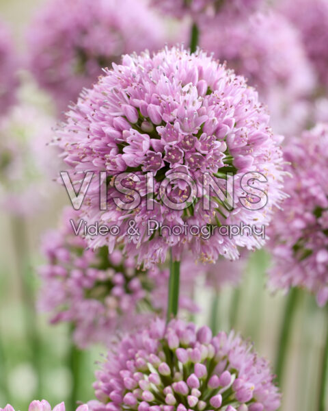 Allium Krystyna