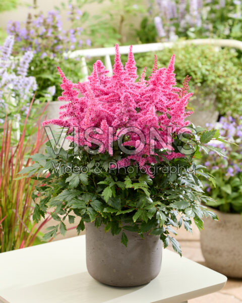 Astilbe Christel