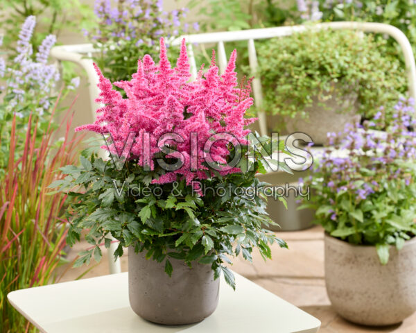 Astilbe Christel