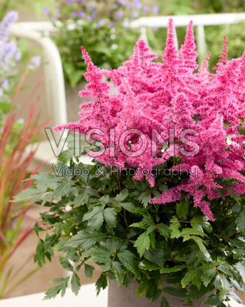 Astilbe Christel