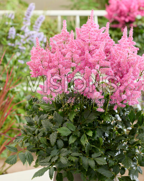 Astilbe Lola