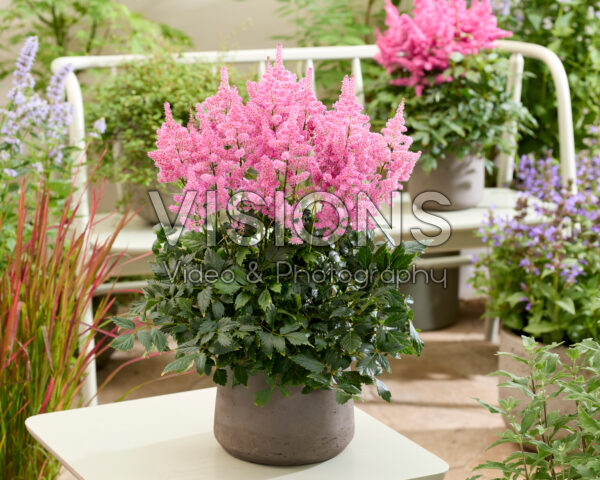Astilbe Lola
